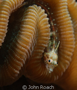 Here's looking at you baby.  Flagfin Blenny  ( Emblemario... by John Roach 